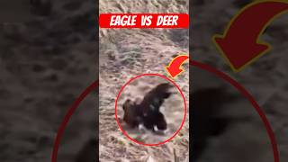 A Eagle Attack On Deer #eagles #deer #shorts