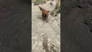 My little action star #goldenretriever #dogs #alberta #canada