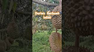 Durian Bawor Berbuah Lebat. #durianindonesia #berkebunsehat #durian #alpukat #fruit #farming #