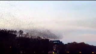 Italy. Rome. Murmuration. Starling flock