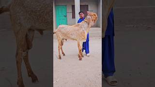 #janubi #Punjab #ka #sabse #bada #Bakra #Makkhi #China