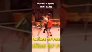 Kangroo#Boxing# surprised #viral