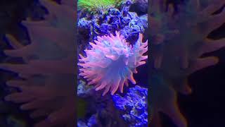 Rose Bubble Tip Anemone