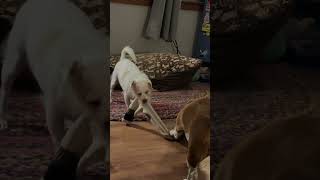 Basset Hound Tug of War with Terrier