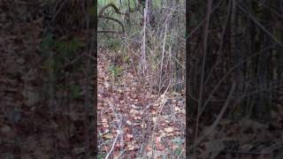 Tadoba National Park-Tiger Cub learning hunting tips