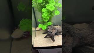 Axolotl musthaves! Tank setup