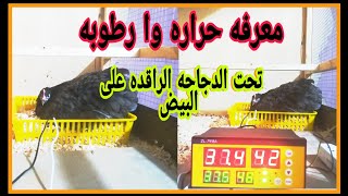 معرفه حراره وا رطوبه تحت الدجاجه الرقده على البيض