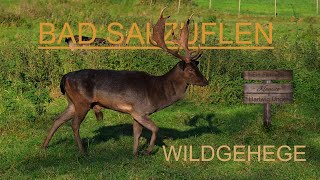 Bad Salzuflen - Wildgehege