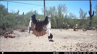 Desert Trail Cam, August 2023 - Vulture Visit!