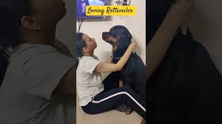 Loving Rottweiler#shorts #dog #familydog #rottweiler #guarddog #cute #traineddog #cuterottweiler #yt