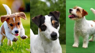 Jack russell terrier | Funny and Cute dog video compilation in 2022