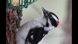 Downy Hairy woodpecker Identification.