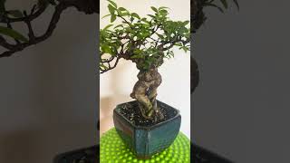 The Tropical Bonsai - Water Jasmine