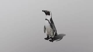 African Penguin  3D Low poly Game Ready