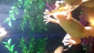 ALBINO CLAWED FROGS EATING FREEZE DRIED MEAL WORMS PACKAGED FOR WILD BIRDS CHEAP FROG FOOD