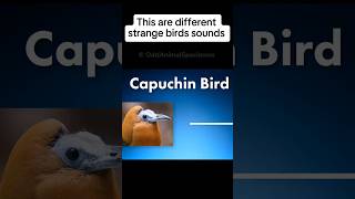 A very strange bird sounds