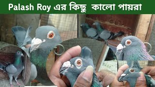 Palash Roy এর কালো পায়রা || Good Quality Madrasi Pigeon