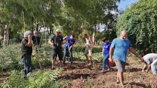 La raccolta delle patate - Villaggio 95 e Comunità