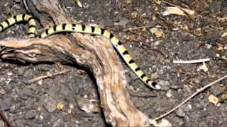 WESTERN SHOVEL NOSED SNAKE 1