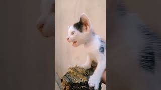 kitten calls her mother and father for help #viral #shorts #cat #catvideos