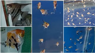 Angelfish breeding farm - tour in my angelfish breeding project. angelfish fish room tour