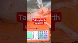 taking birth weights of piglets #farmingbusiness  #agribusiness #piggy #piggery #animals