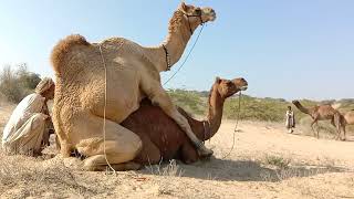 Amazing camel meeting in desert hot.