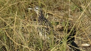 Jacob's Well Roadrunner