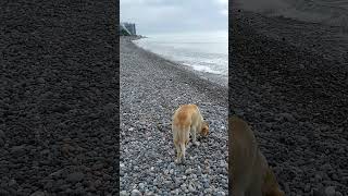 ３本足のガンちゃんをビーチに連れて行きました。The three-legged dog saw the sea for the first time.