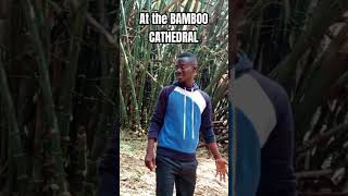 The Bamboo Cathedral at Owabi Wildlife Sanctuary #bamboocathedral  #ghanatours #exploreghana