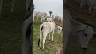 A maior alegria do pecuarista #vidanaroça #agropecuaria #fazenda #sitio