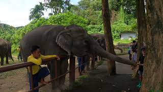 Bukit Elephant Park Phuket часть 1, 2023