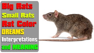 Big or Small Rats or mouse dream meaning, Color Rats dreams black, white, Pink, Blue Interpretations