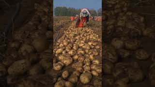 potato kheti 🥔#farming #vegestables #youtubeshorts #kishanmithari 🥔😍❤️