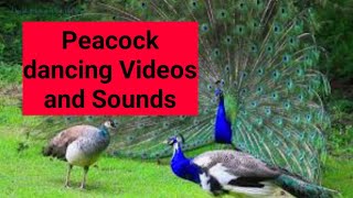 Lovely Peacock Sounds screams Peacock dancing #peacockdance #peacockcalling #peacockmale #peacock