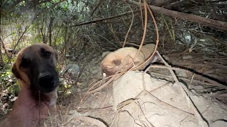 Anne Köpek Çalılıktaki Bebeklerinin Yerini Gösterdi