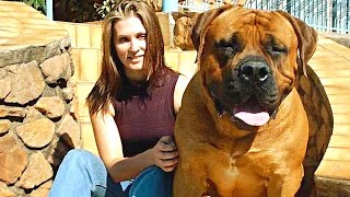 Boerboel's Bite Force Intensity: Witness the Power Yourself!