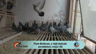 Florin Moldovan, o viață dedicată porumbelului voiajor (III)