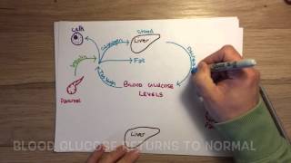 B3 3.7 Controlling blood glucose