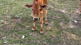 Animal 🐄 wildlife baby cow 🐄 so love ❤️