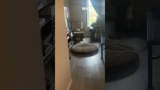 Dog meets Robot vacuum #dog #robot