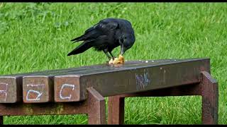 wildlife at pentwyn lake 2024 prt3