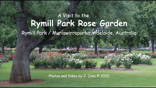 A Visit to the Rymill Park Rose Garden, Adelaide, South Australia