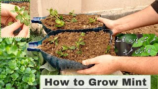 How to grow mint / podina پودینہ اگائیں at Home rooftop #mint #growyourown #homegarden #vegetables