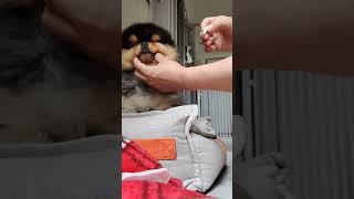 Ganito ang paraan ko sa pagpainum ng gamot sa aking aso n si DAWNY,FOR LIVER SUPPORT#dog#shortvideo