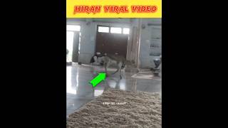 Hiran Viral Video 😱 | #shortsfeed #shorts #viral #viralvideo