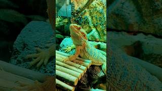 🐉നോക്കിപേടിപ്പിക്കുന്നോ🔥🔥#dragon #petlover #pets #animallover #viralshort #trending #zoo #animals