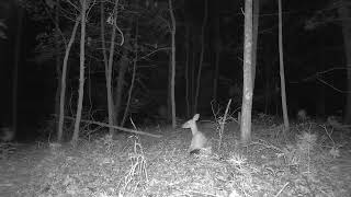 Deer Found Peaceful Place to Lay Down