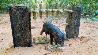 Best Quick Powerful Wild Pig Trap Make By Sick Small Wood #shortvideo #wildpig #WildboarTrapping