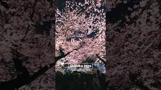 Sakura season 2023 Tokyo, Japan #japan #sakura2023 #sakura #tokyo